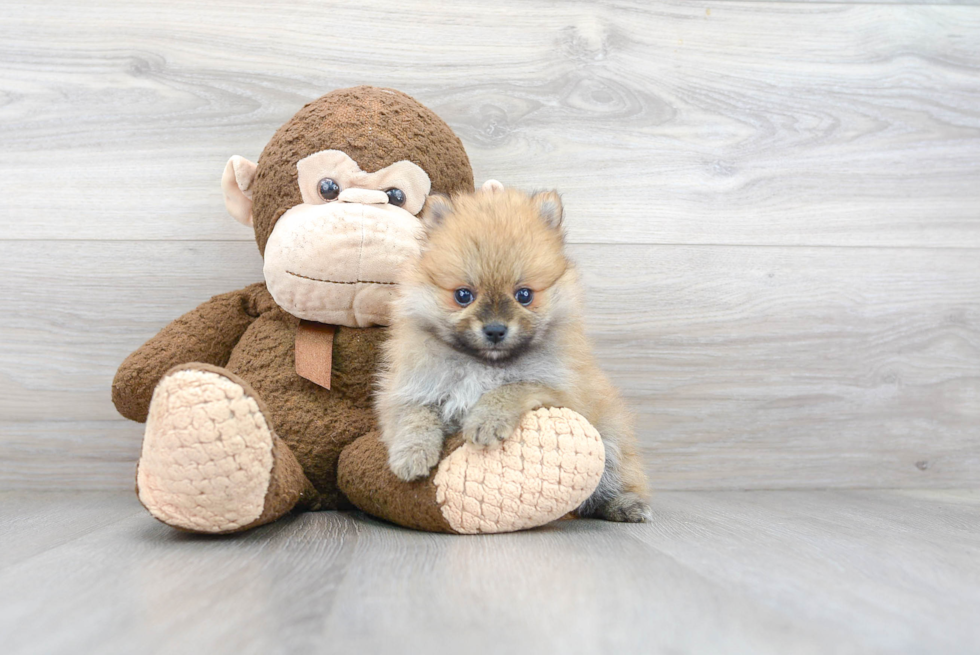 Happy Pomeranian Purebred Puppy