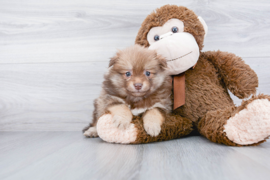 Adorable Pomeranian Purebred Puppy