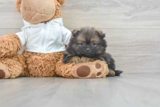 Popular Pomeranian Baby