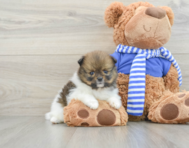 7 week old Pomeranian Puppy For Sale - Premier Pups