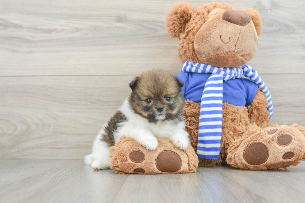 Pomeranian Pup Being Cute