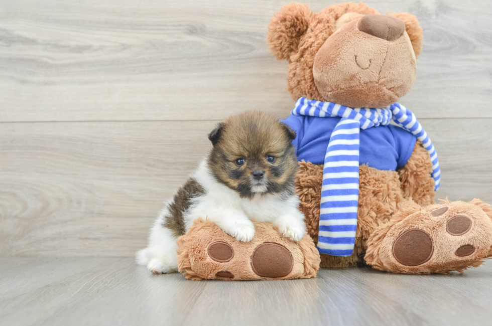 7 week old Pomeranian Puppy For Sale - Premier Pups