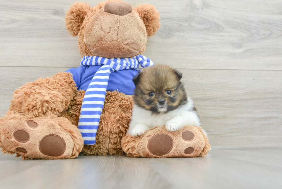 Sweet Pom Purebred Puppy