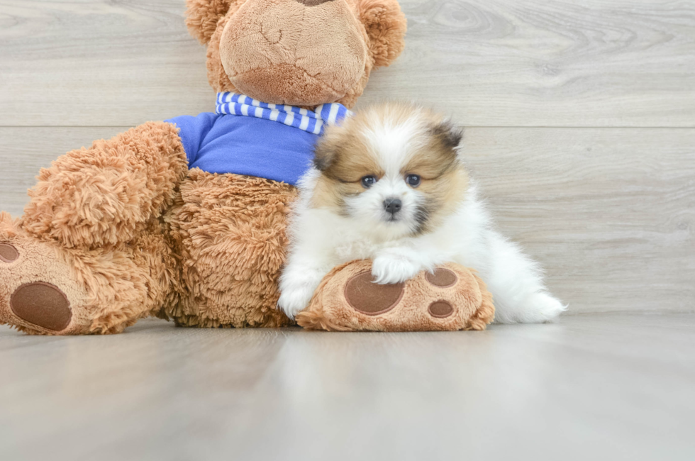 6 week old Pomeranian Puppy For Sale - Premier Pups