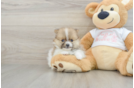 Funny Pomeranian Baby