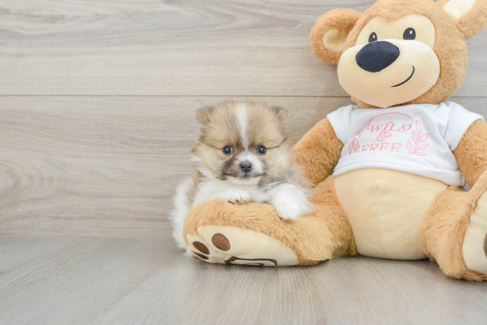 Funny Pomeranian Baby