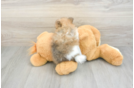Pomeranian Puppy for Adoption
