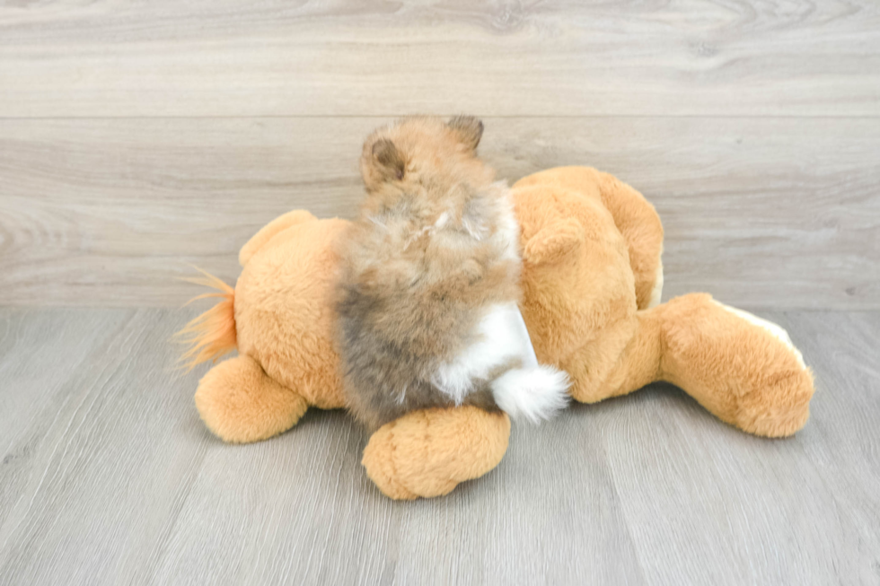 Pomeranian Puppy for Adoption