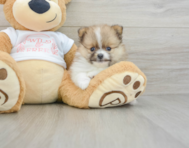 7 week old Pomeranian Puppy For Sale - Premier Pups