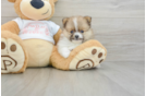 Pomeranian Pup Being Cute