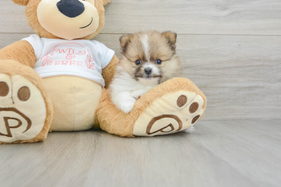 Pomeranian Pup Being Cute