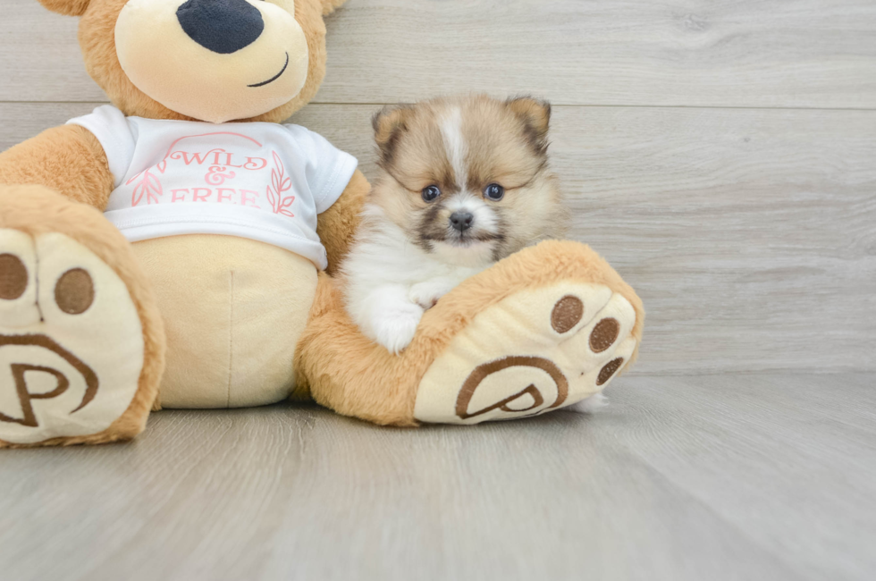 5 week old Pomeranian Puppy For Sale - Premier Pups