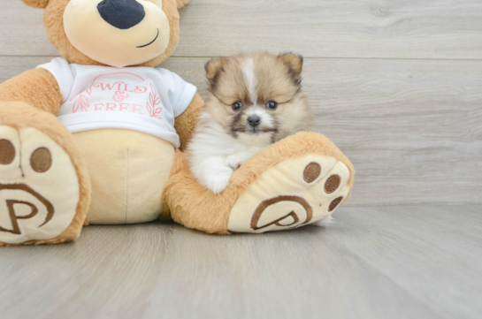 Pomeranian Pup Being Cute
