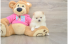 Pomeranian Puppy for Adoption