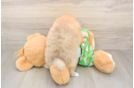 Akc Registered Pomeranian Purebred Pup