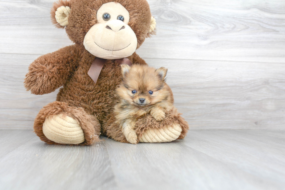 Energetic Pomeranian Purebred Puppy