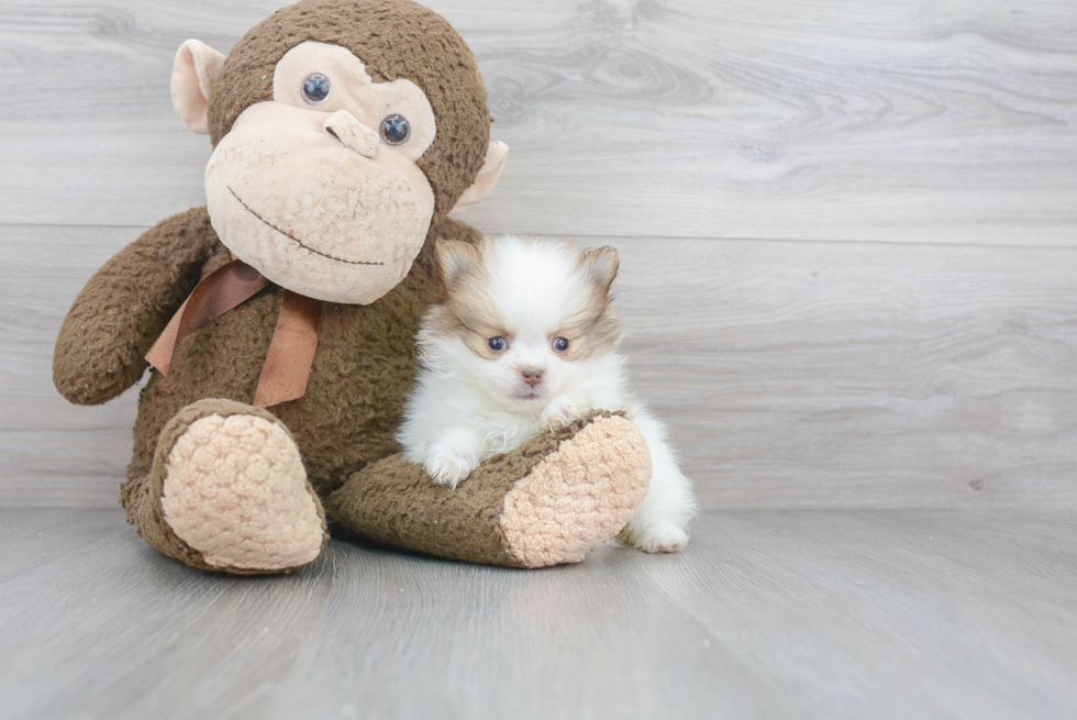 Smart Pomeranian Purebred Puppy