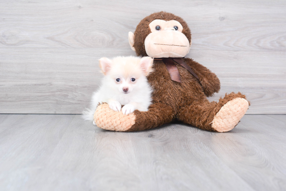 Cute Pomeranian Purebred Puppy