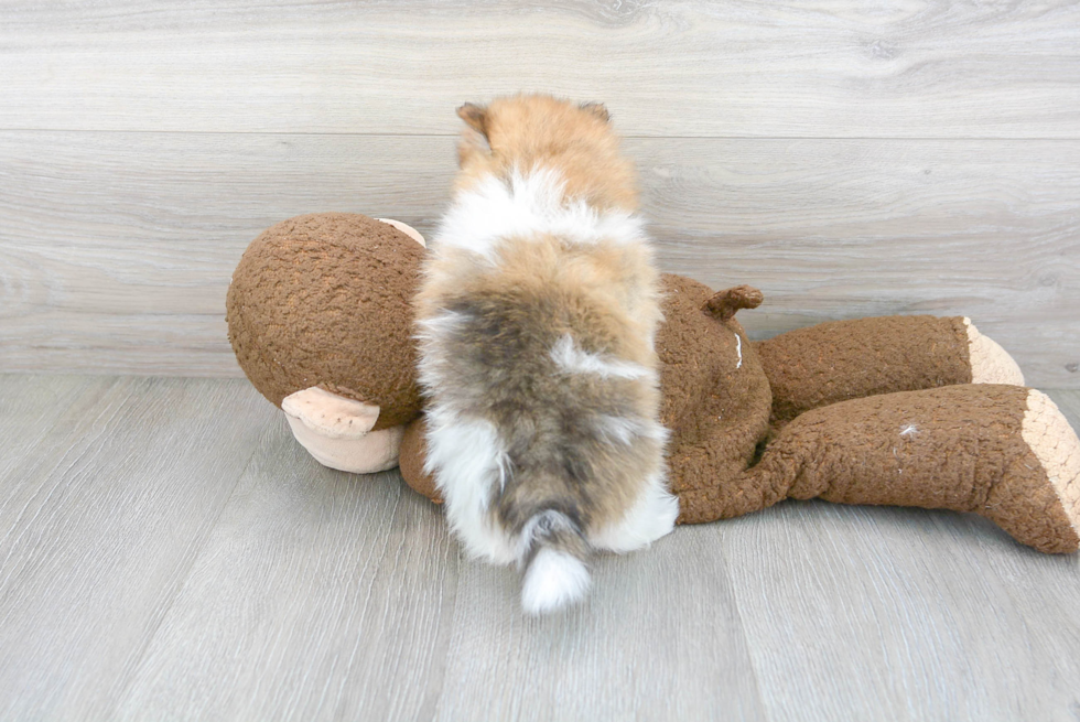 Fluffy Pomeranian Purebred Puppy