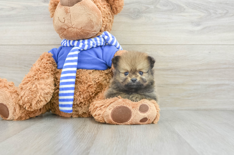 7 week old Pomeranian Puppy For Sale - Premier Pups