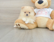 7 week old Pomeranian Puppy For Sale - Premier Pups