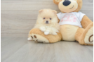 Best Pomeranian Baby