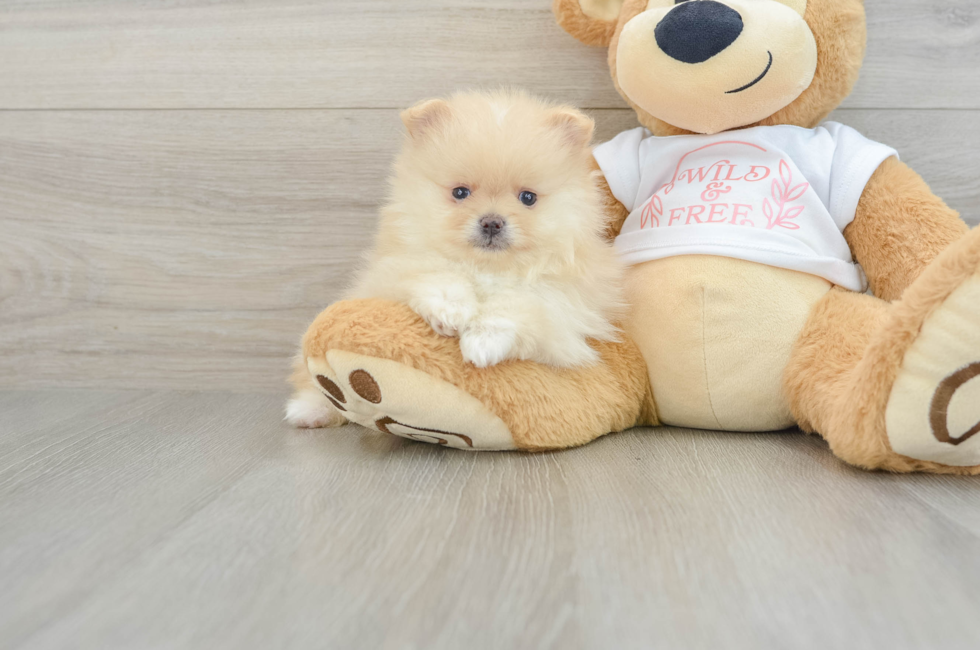 5 week old Pomeranian Puppy For Sale - Premier Pups