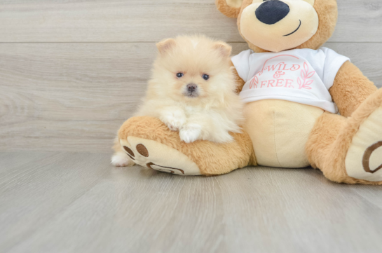 Best Pomeranian Baby