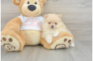 Best Pomeranian Baby