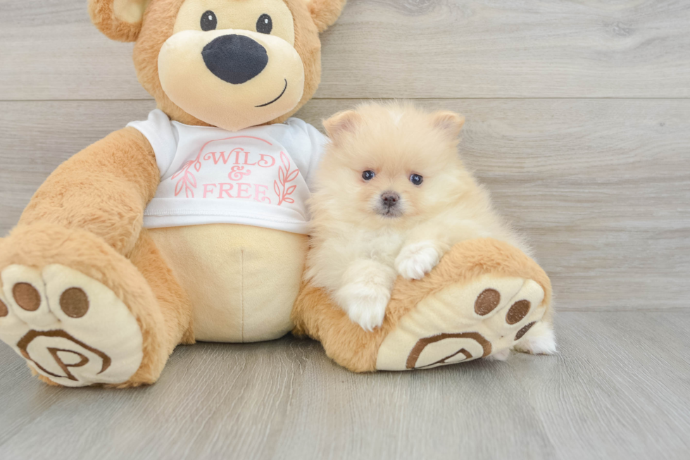 Best Pomeranian Baby
