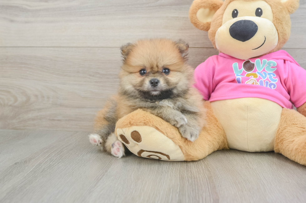 6 week old Pomeranian Puppy For Sale - Premier Pups
