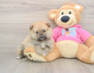 8 week old Pomeranian Puppy For Sale - Premier Pups