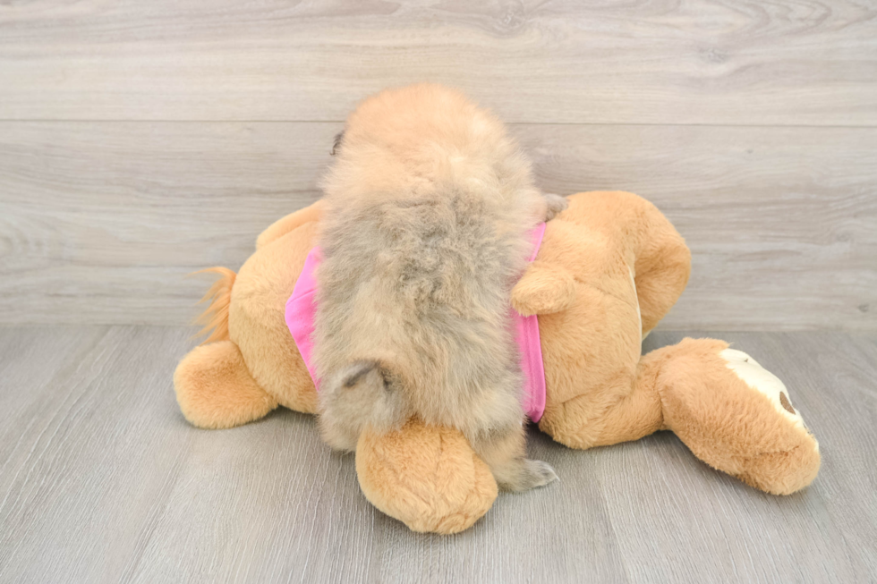 Smart Swergspitz Purebred Puppy