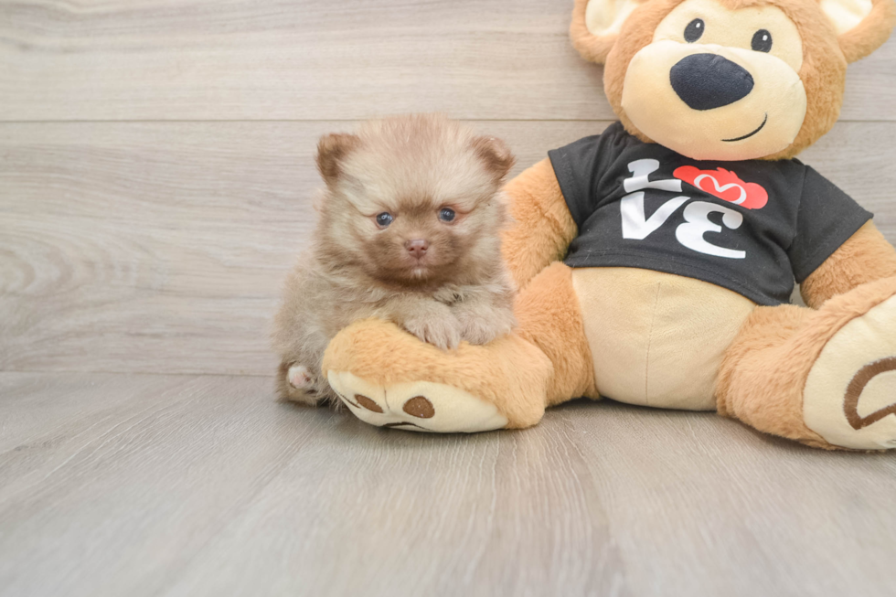 Best Pomeranian Baby