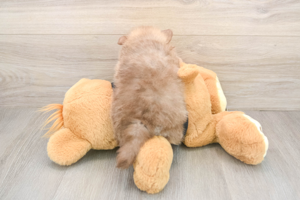 Playful Pomeranian Purebred Pup