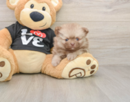 9 week old Pomeranian Puppy For Sale - Premier Pups