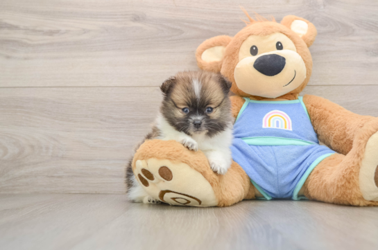 Pomeranian Pup Being Cute