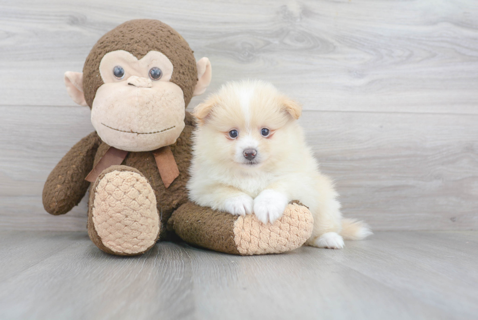 Petite Pomeranian Purebred Puppy