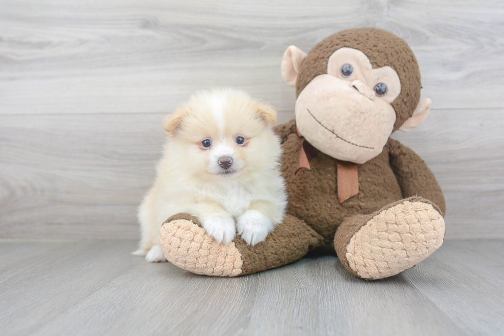 Fluffy Pomeranian Purebred Puppy