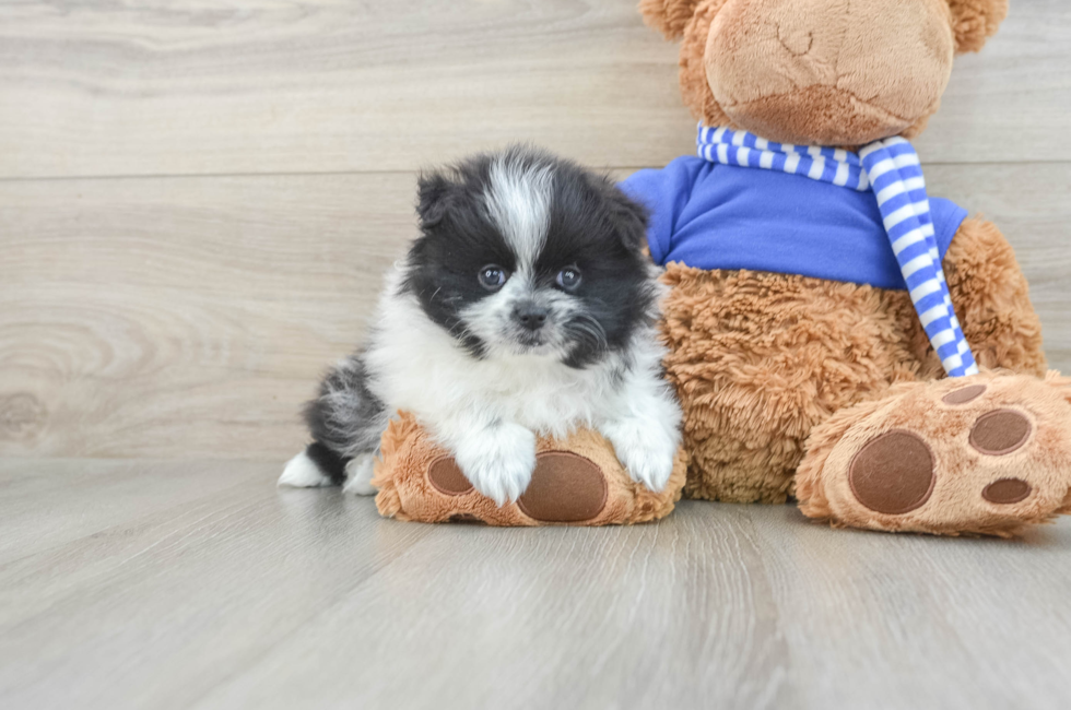 6 week old Pomeranian Puppy For Sale - Premier Pups