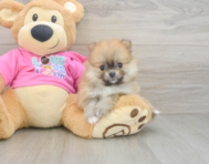 7 week old Pomeranian Puppy For Sale - Premier Pups