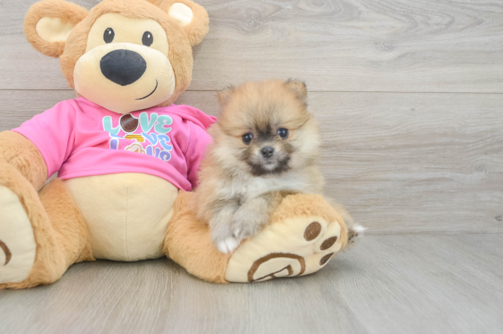 6 week old Pomeranian Puppy For Sale - Premier Pups