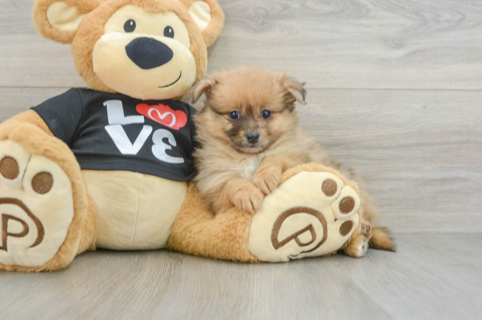 6 week old Pomeranian Puppy For Sale - Premier Pups