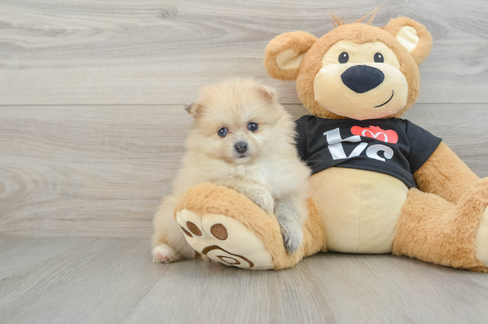 5 week old Pomeranian Puppy For Sale - Premier Pups