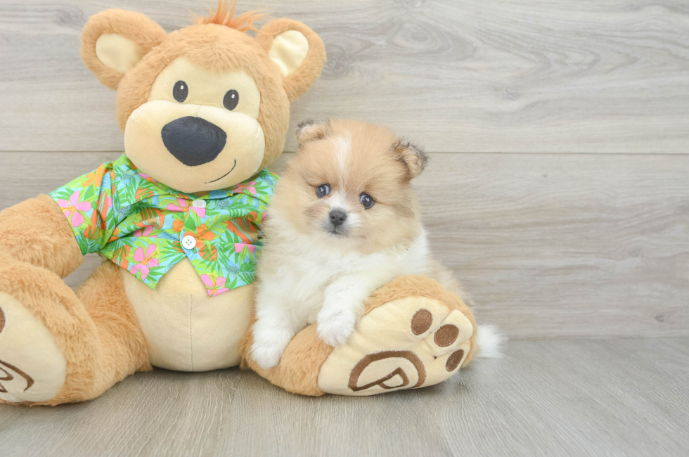 5 week old Pomeranian Puppy For Sale - Premier Pups