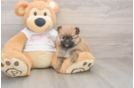 Small Pomeranian Baby