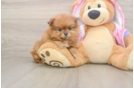 Pomeranian Pup Being Cute