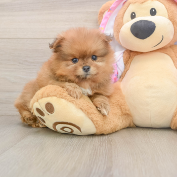 Pomeranian Pup Being Cute
