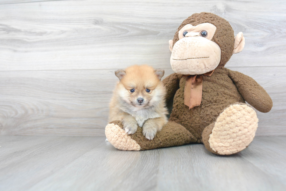 Cute Pomeranian Purebred Puppy