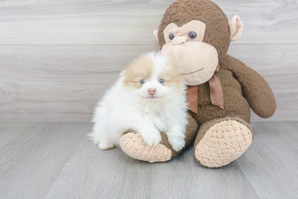 Playful Pomeranian Purebred Pup